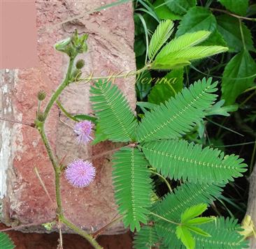  Stem and Leaves